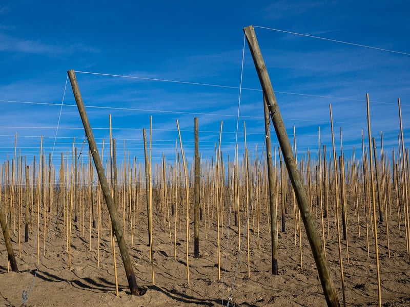 Vertical Trellises