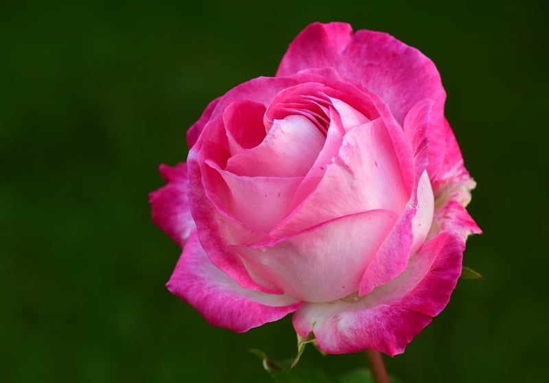 Rose Garden